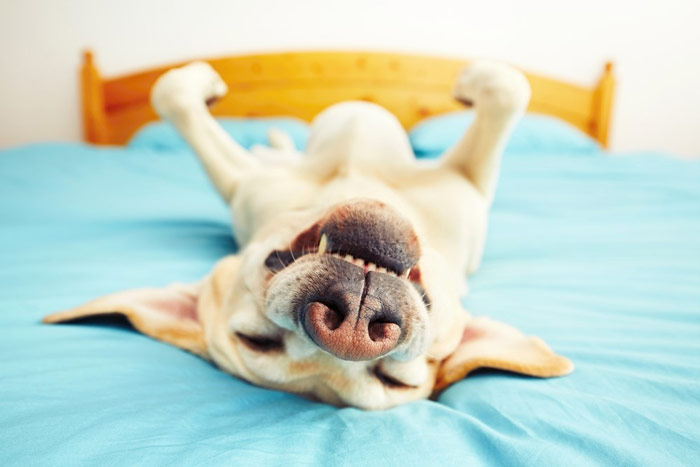 Rozciągnięty na grzbiecie pies śpiący w łóżku właściciela - zdrowy-sen.eu