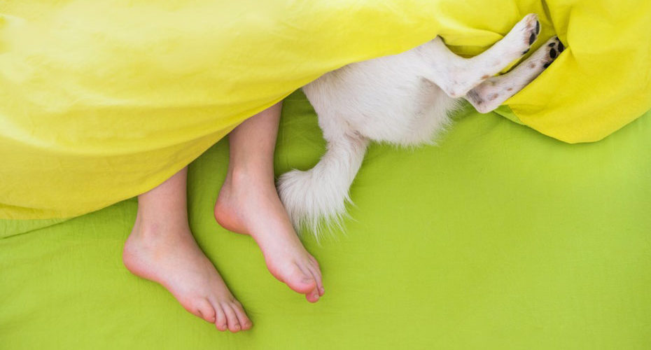 Spanie z psem w jednym łóżku – spod wystają dziecięce stopy i tylne łapy psa - zdrowy-sen.eu