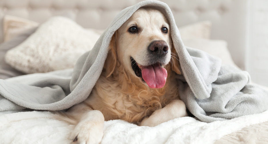 Pies przyzwyczajony do spania w łóżku swoich właścicieli – zdrowy-sen.eu