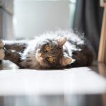 Zabezpieczenie kanapy przed kotem – zdrowy-sen.eu
